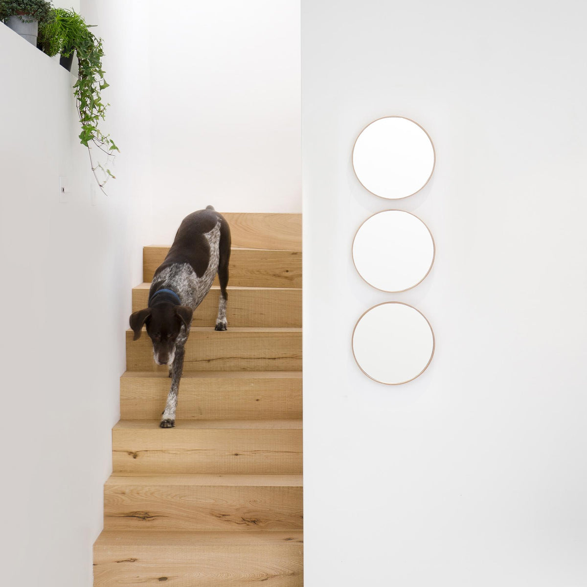 Wall mirror 'Glance' 310 oak